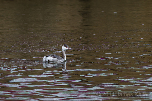Horned Grebe