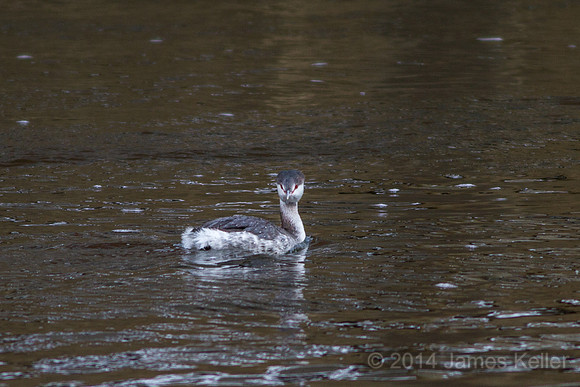 Horned Grebe