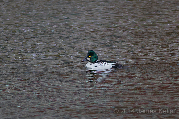 Common Goldeneye