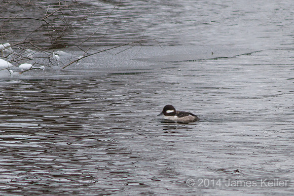 Female Bufflehead