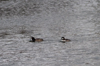 Moores Park Ducks Feb 02