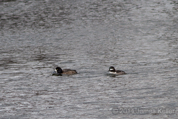 Female Greater Scaup & Female Bufflehead