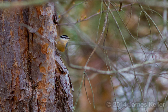 Red-brested Nuthatch (Fenner)