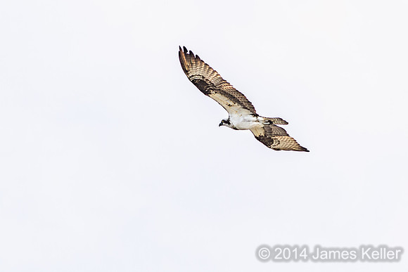 Osprey (MR SGA)