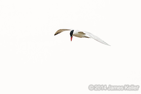 Caspian Tern (MR SGA)