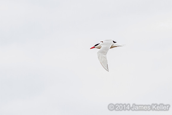 Caspian Tern (MR SGA)