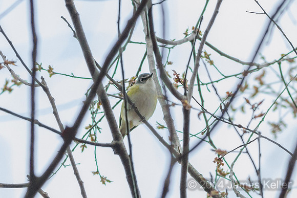 Blue-headed Vireo (Fenner)