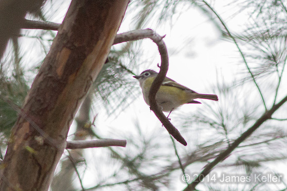 Blue-headed Vireo (Fenner)