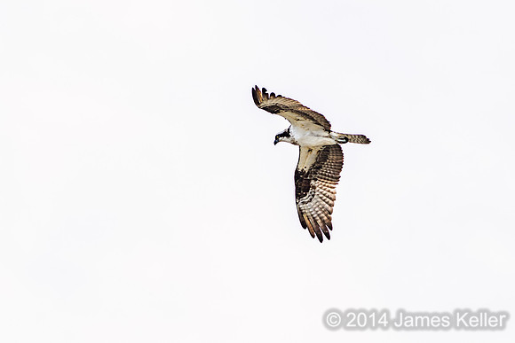 Osprey (MR SGA)