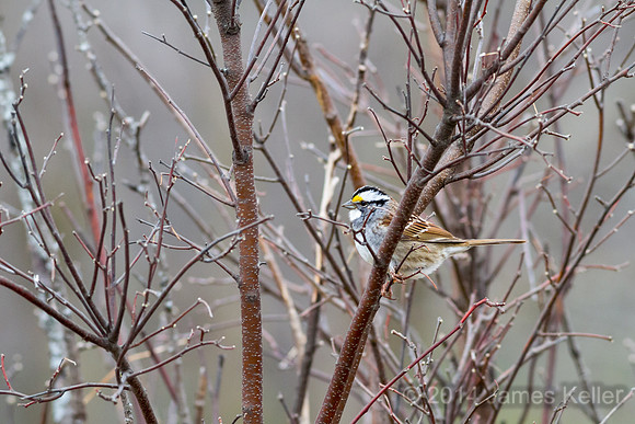 White-throated Sparrow (Legg Park)