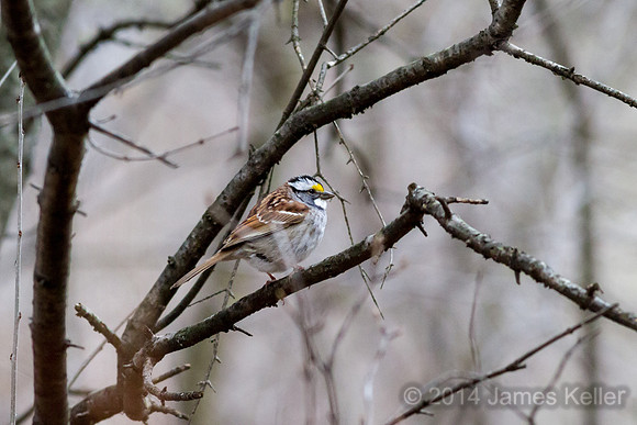 White-throated Sparrow (Legg Park)