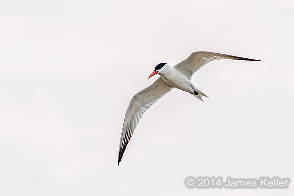 Caspian Tern (MR SGA)