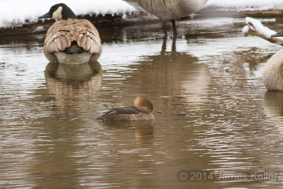 Female Hooded Merganser