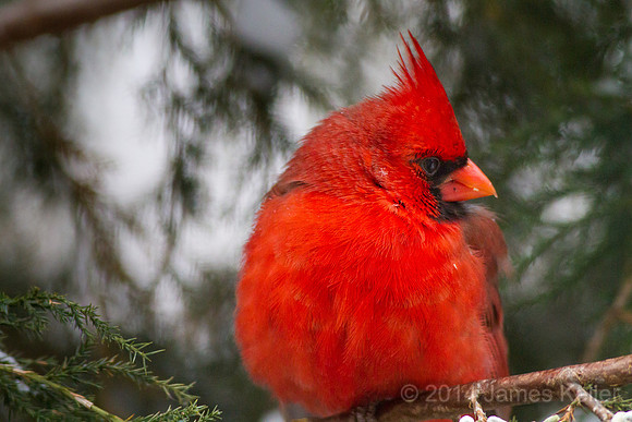 Cardinal