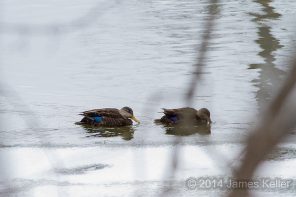 Black Ducks