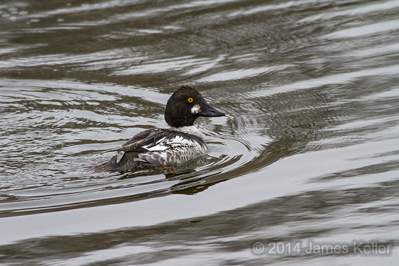 Common Goldeneye