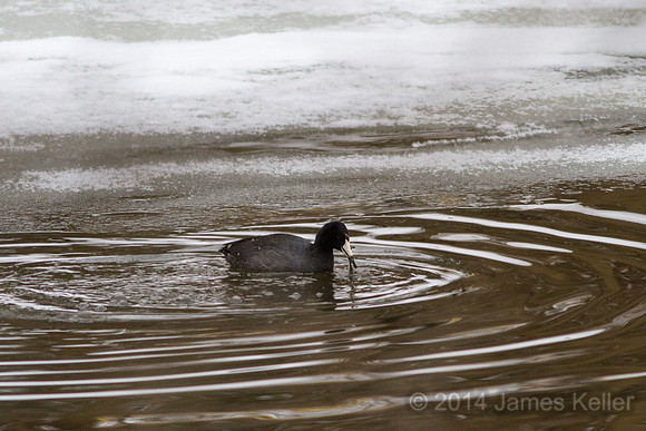 American Coot