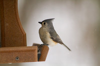 Sunday Birds