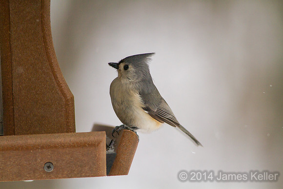 Tufted Titmouse