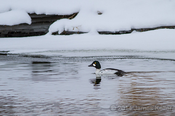 Male Common Goldeneye