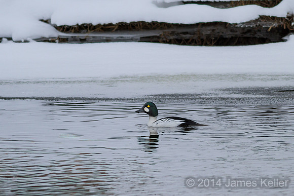 Male Common Goldeneye