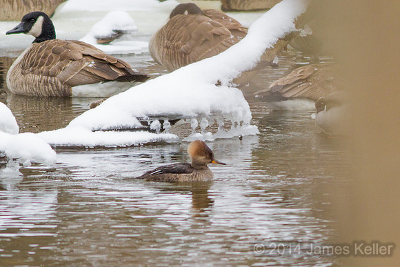 Female Hooded Merganser