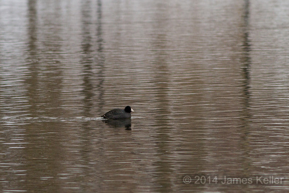 American Coot