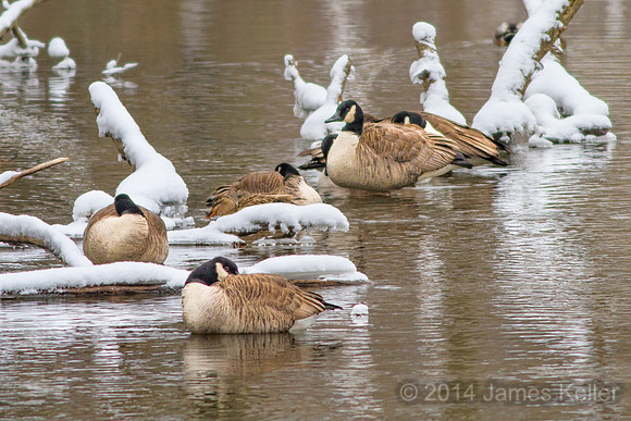 Canada Geese 2
