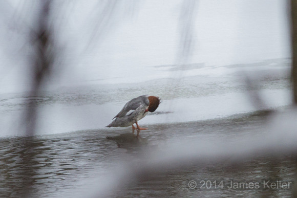 Common Merganser