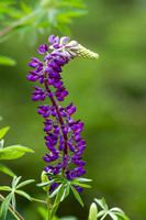 Week of July 04,2014