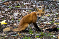Red Fox