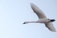Jan 09 Shiawasee NWR