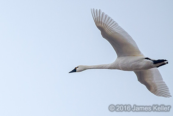 Tundra Swan