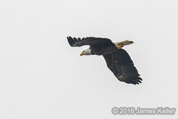 Bald Eagle