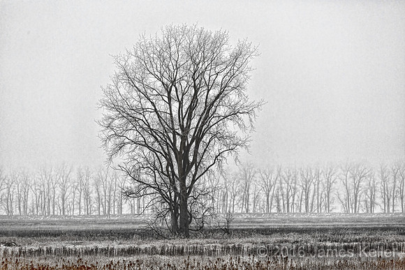 Shiawassee NWR