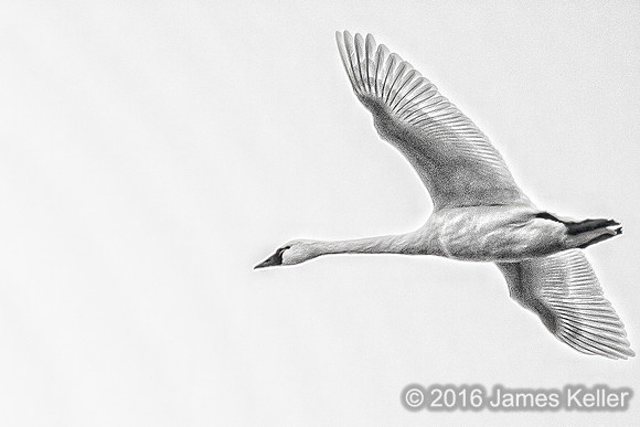 Tundra Swan