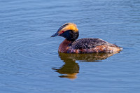 Horned Grebe