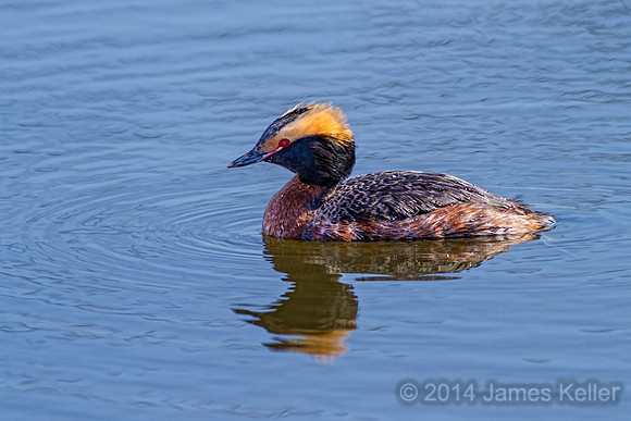 Horned Grebe 1