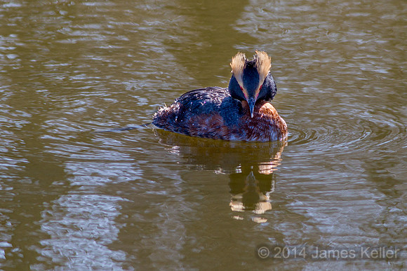 Horned Grebe 7