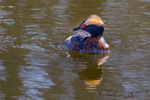Horned Grebe 6
