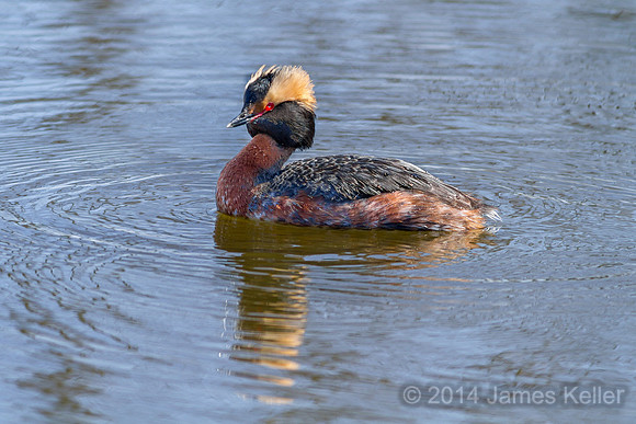 Horned Grebe 3