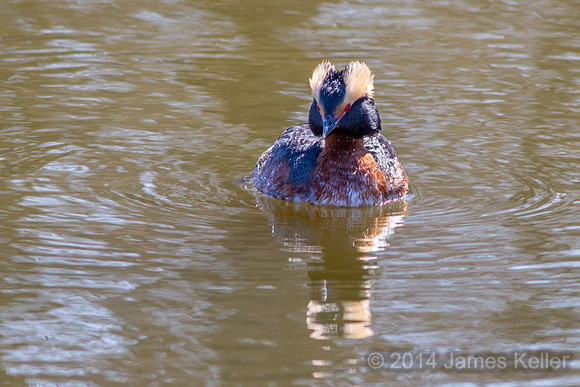Horned Grebe 5