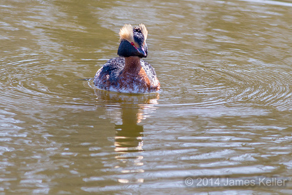 Horned Grebe 4