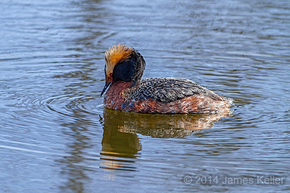 Horned Grebe 2