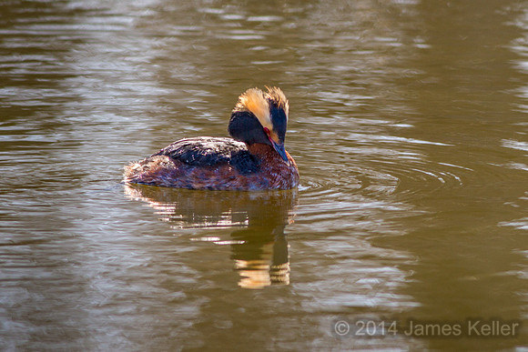 Horned Grebe 8