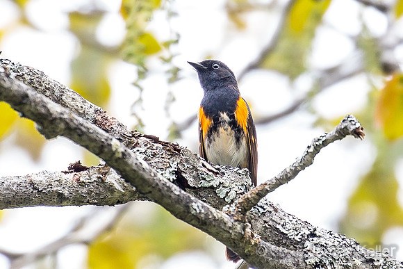 American Redstart