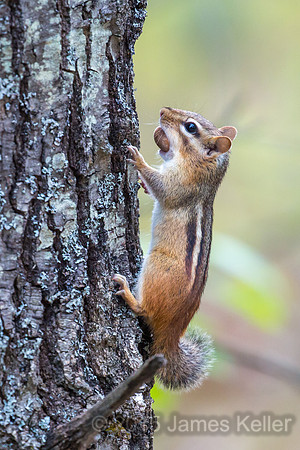 Chipmunk