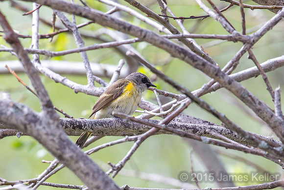 1st year male American Redstart