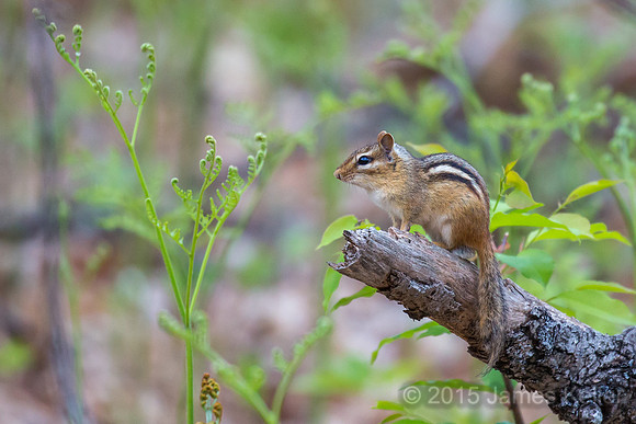 Chipmunk