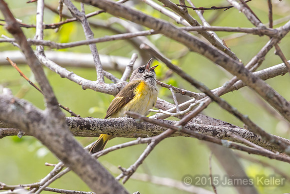 1st year male American Redstart